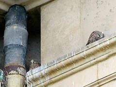 Common Kestrel