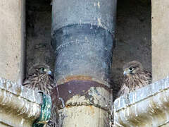 Common Kestrel