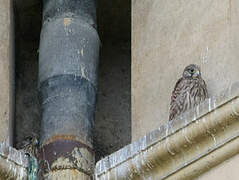 Common Kestrel