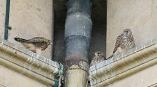 Common Kestrel