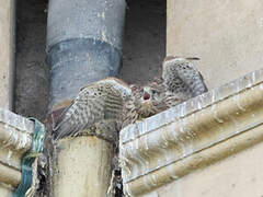 Common Kestrel