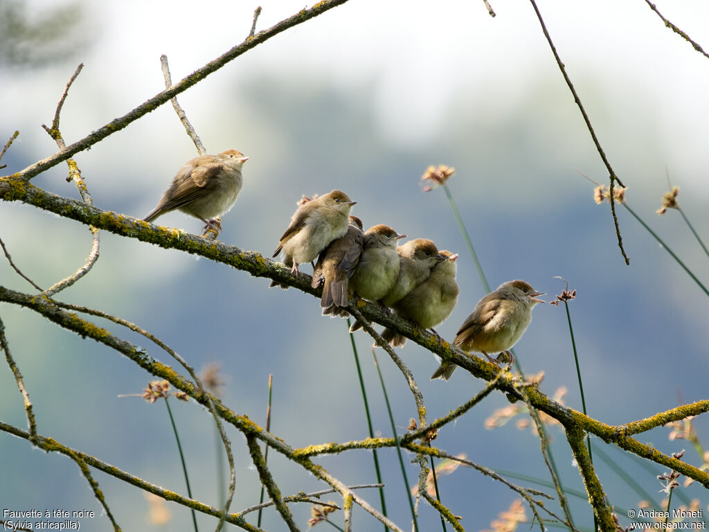 Eurasian Blackcap