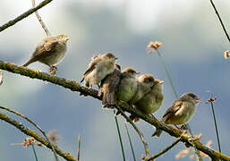 Eurasian Blackcap