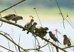 Eurasian Blackcap