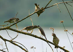 Eurasian Blackcap