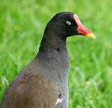 Gallinule poule-d'eau