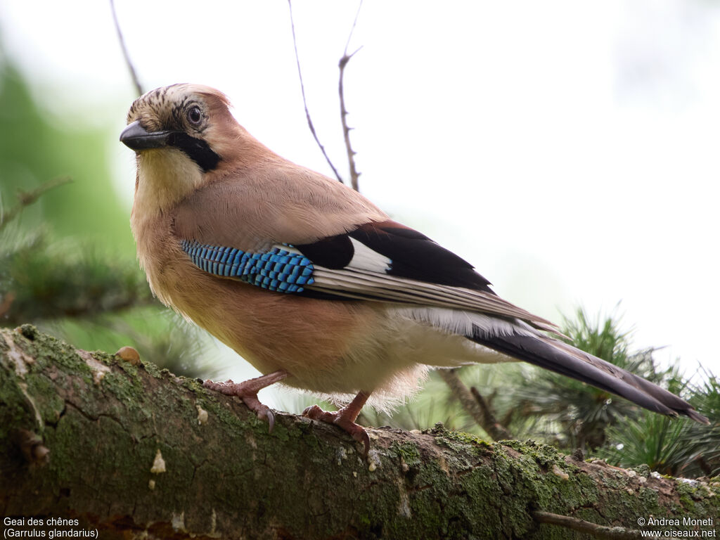 Eurasian Jay, close-up portrait