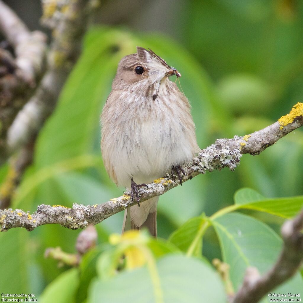 Spotted Flycatcher