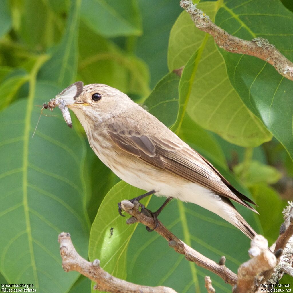 Spotted Flycatcher