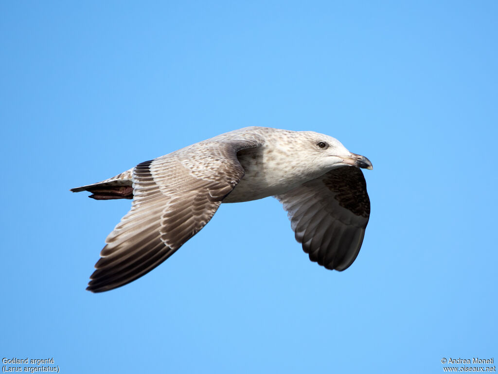 European Herring GullSecond year, Flight