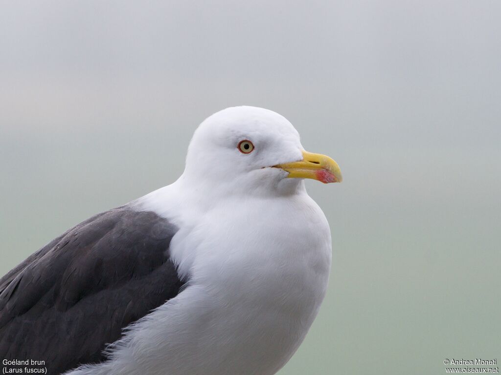 Goéland brun