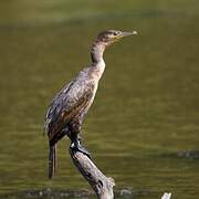 Great Cormorant