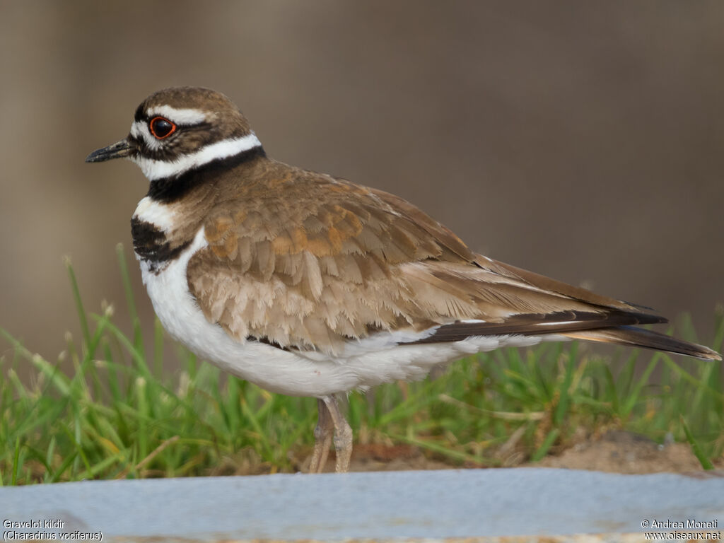 Killdeer