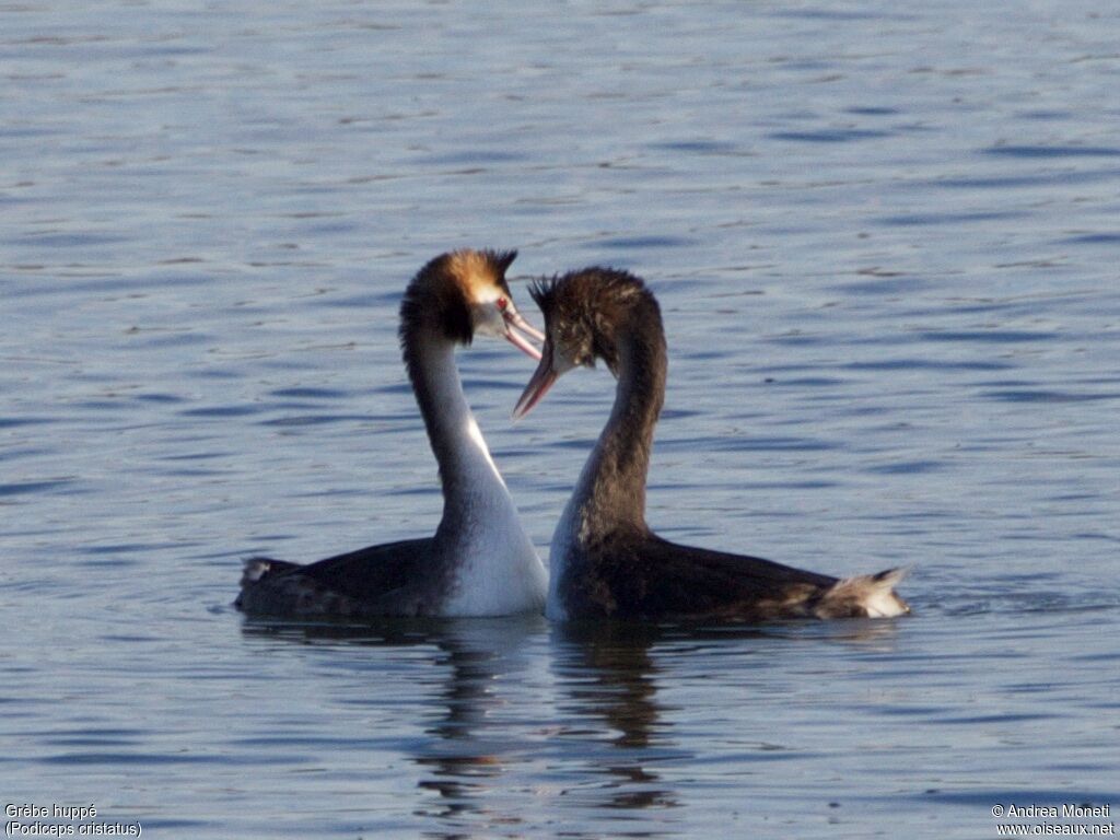 Great Crested Grebe