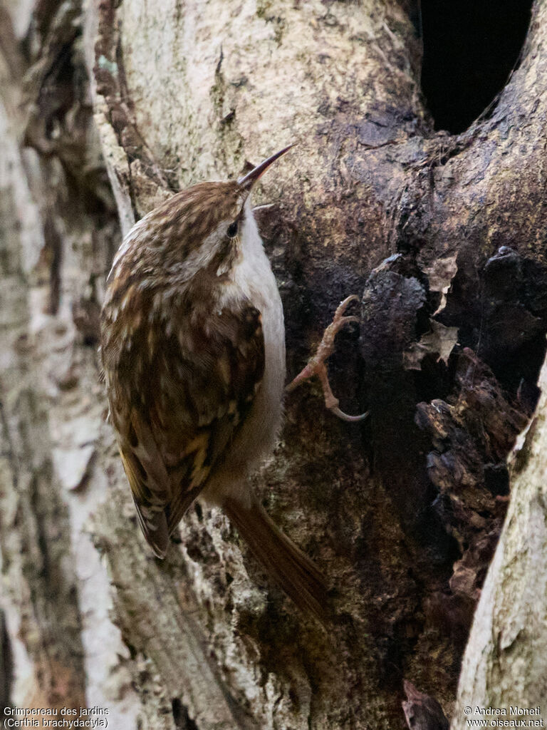 Short-toed Treecreeperadult