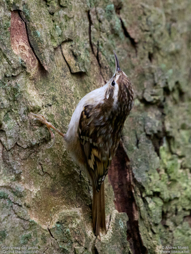 Short-toed Treecreeperadult, close-up portrait