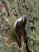 Short-toed Treecreeper