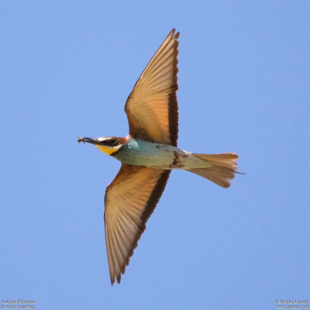 European Bee-eater
