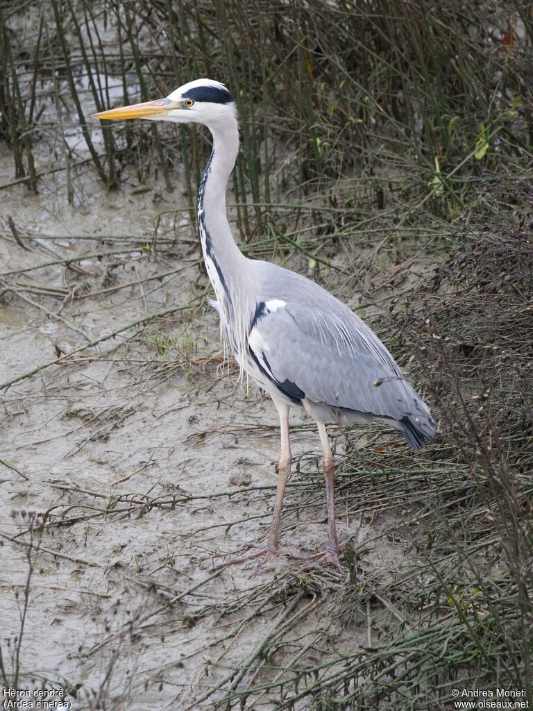 Grey Heron, close-up portrait