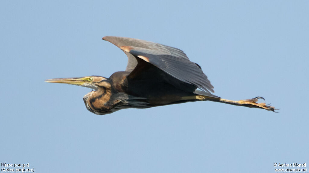Purple Heronadult, Flight