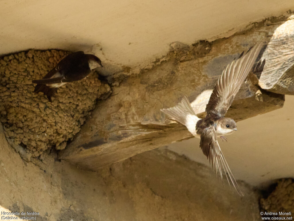 Western House Martinjuvenile, Flight