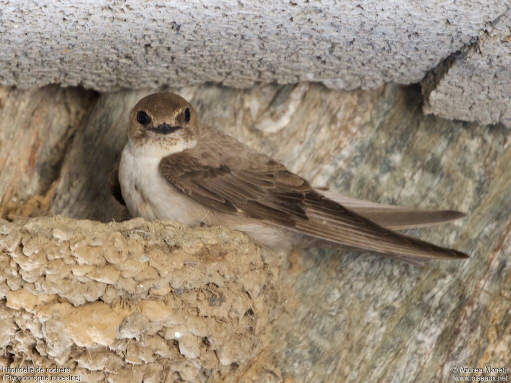 Hirondelle de rochers