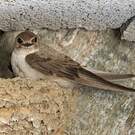 Hirondelle de rochers