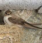 Hirondelle de rochers