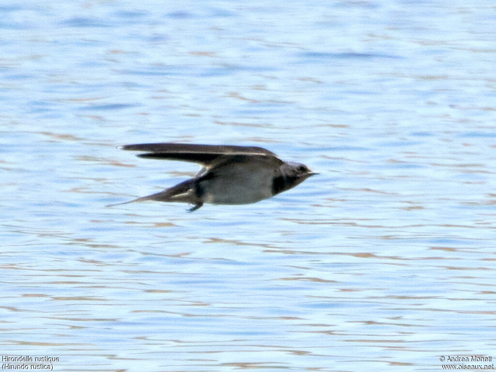 Hirondelle rustique, Vol