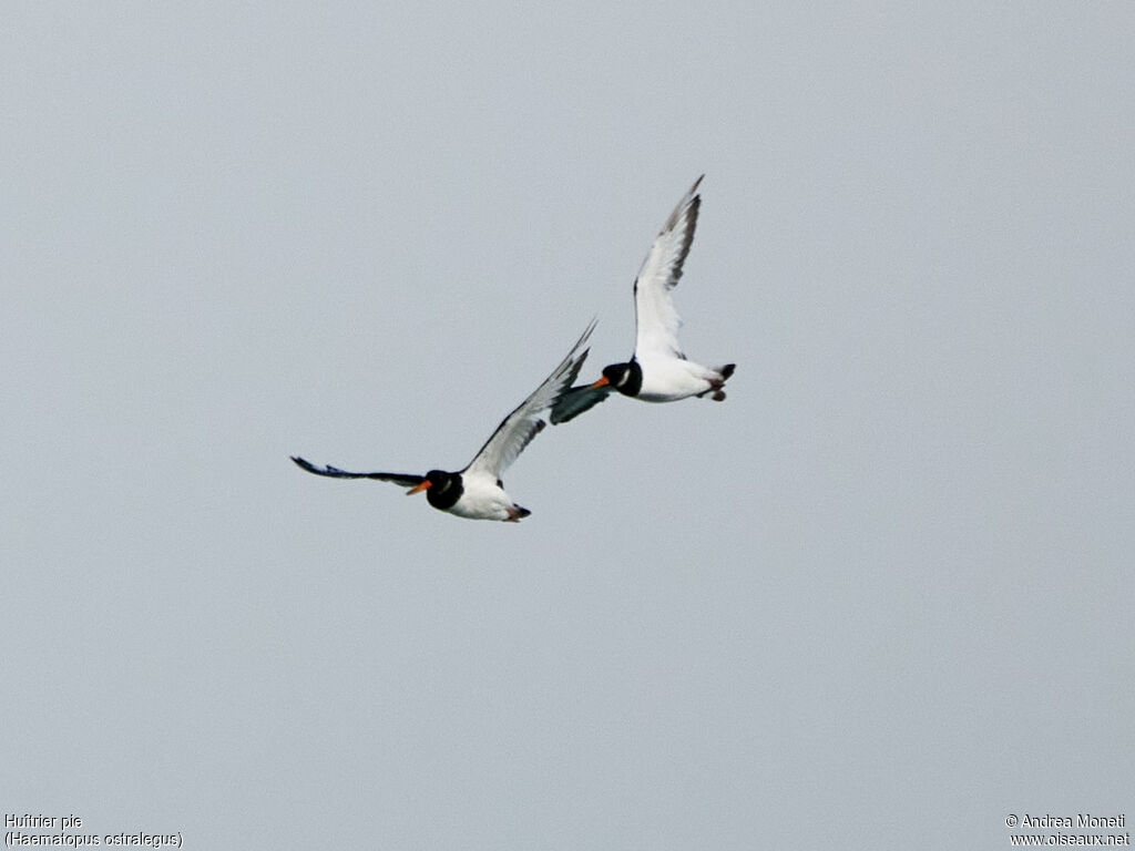 Eurasian Oystercatcher