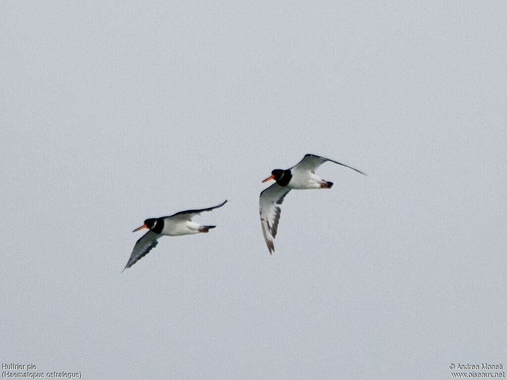 Eurasian Oystercatcher