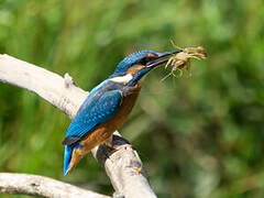 Common Kingfisher
