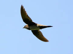 Alpine Swift