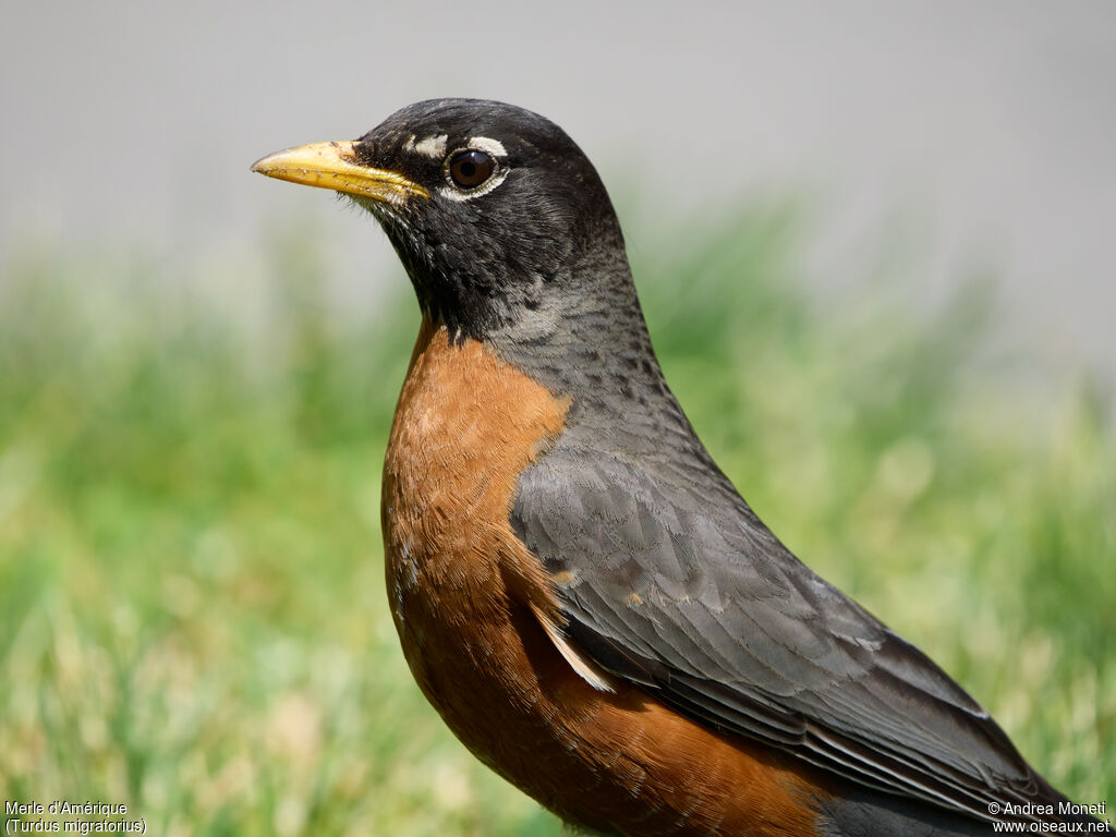 American Robin