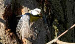 Eurasian Blue Tit