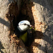 Eurasian Blue Tit