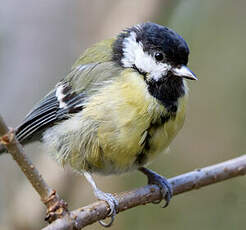 Mésange charbonnière