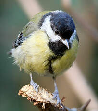 Mésange charbonnière