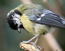 Mésange charbonnière