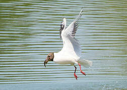 Black-headed Gull