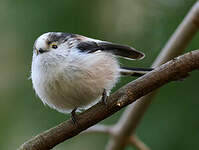 Orite à longue queue