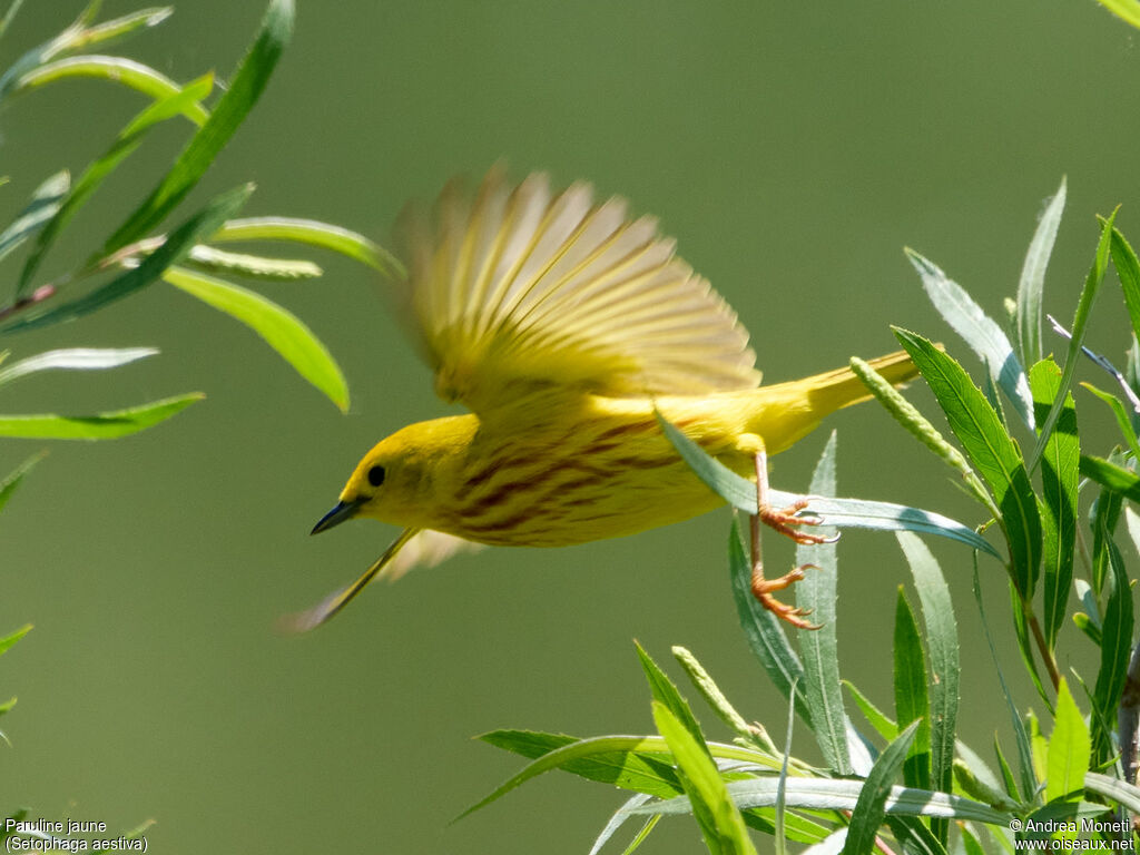 American Yellow Warbler, Flight