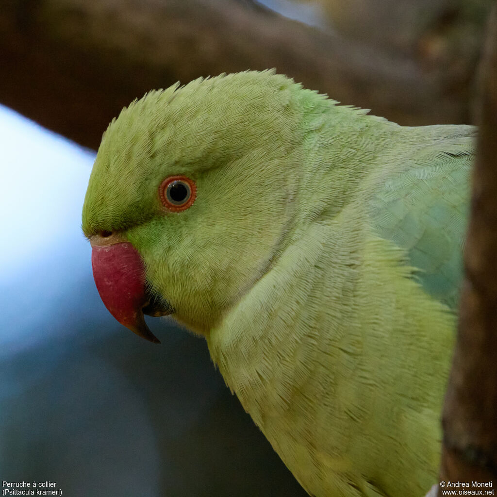 Rose-ringed Parakeet female adult