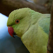 Rose-ringed Parakeet