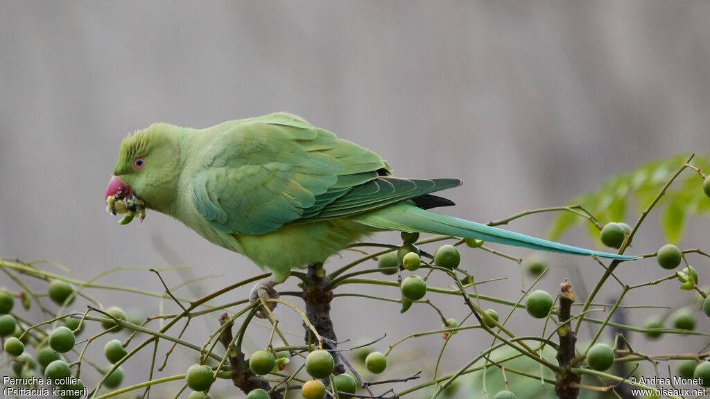 Rose-ringed Parakeet, eats