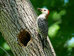 Red-bellied Woodpecker