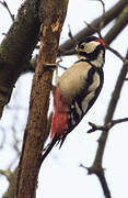 Great Spotted Woodpecker