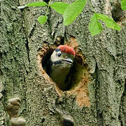 Great Spotted Woodpecker