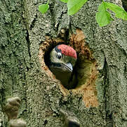 Great Spotted Woodpecker