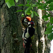 Great Spotted Woodpecker